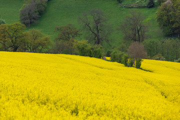 Pastoral spring landscape of Normandy: yellow flowering rapeseed field and hill slope covered with bright early grass, France
