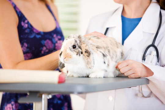 Veterinarian: Rabbit At Vet Check Up