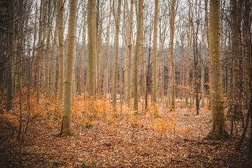 Golden beech trees in a forest