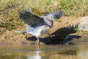 Mourning Dove sitting on a rock at a waterhole in the Kalahari