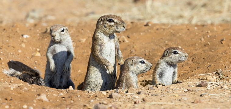 Family of Ground Squirrels carefully come out of their burrow in Kalahari
