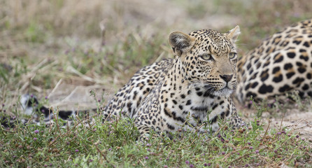 Male and female leopard rest after mating in nature