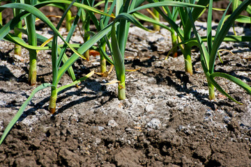 A bed of garlic sprinkled with fertilizer.