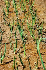 Early germination of onion.