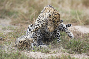 Female leopard slaps male while mating on grass in nature