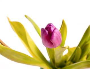 A bouquet of spring tulip flowers.