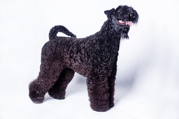 Irish blue terrier is standing on a white background. Pet animals.