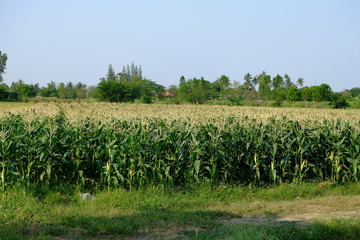 Corn farm