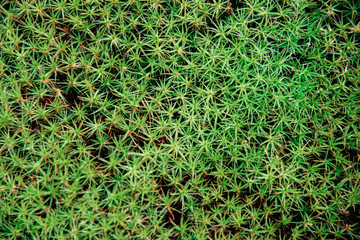 Green grass background texture.