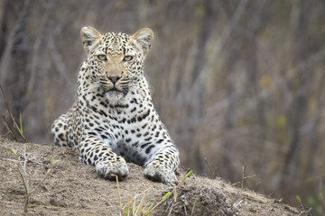 Naklejka na ściany i meble Lone leopard lay down resting on an anthill in nature during daytime