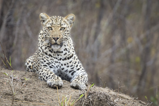 Lone leopard lay down resting on an anthill in nature during daytime