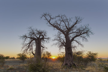 Fototapeta na wymiar Sunrise between two young baobab trees