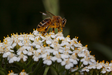 Bee is gathering nectar from a yarrow flowers. Animals in wildlife.