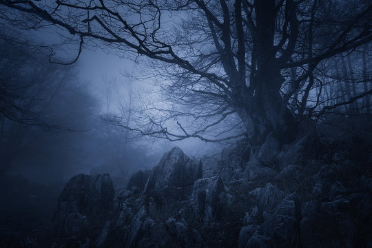 Fototapeta horror landscape of dark forest with scary tree