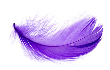 Beautiful blue feather on white background - Powered by Adobe
