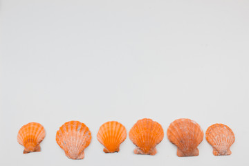Marine items. Art concept. White backgrond.  