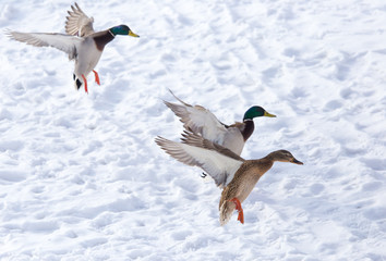 Duck flying against white snow in winter