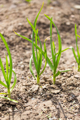 Saplings of onion in the garden in the spring