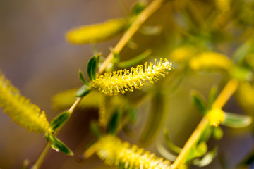 Yellow flowers on willow branches in spring