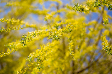 Yellow flowers on willow branches in spring