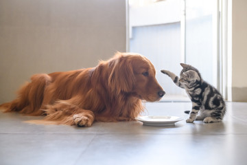 Cute kitty and Golden retriever