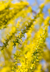 Yellow flowers on willow branches in spring