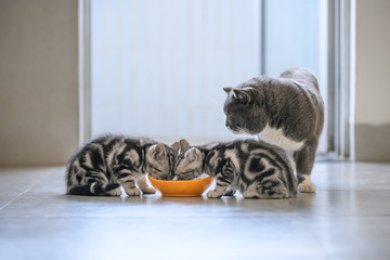 The cute kitten is eating.