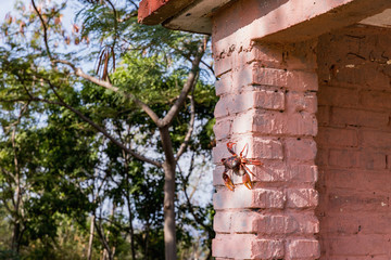 Red Migrating crab. Gecarcinus ruricola on a brick wall