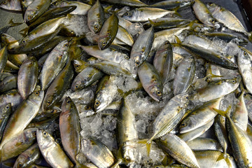 Fototapeta premium Fresh tuna with iced in market , Thailand