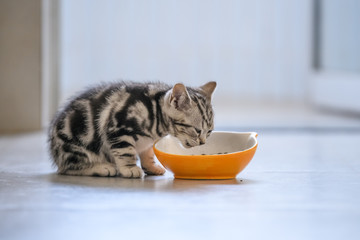 The cute kitten is eating.