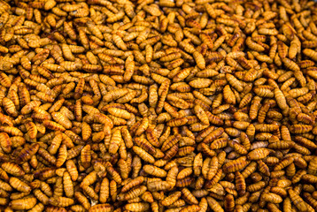 Silkworm pupae or Fried pupa It is a popular dish of some Asian countries. And high protein.