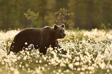 Brown bear walking in flourishing bog at summer