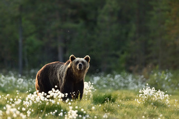 Brown bear in flourishing bog at summer