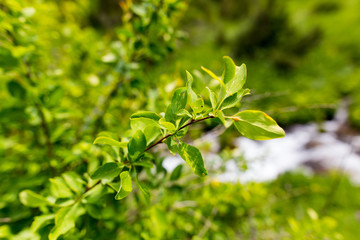 Fototapeta na wymiar Young green leaves on branches in spring