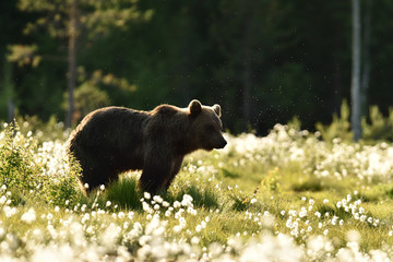 Obraz na płótnie Canvas Brown bear at summer in bog