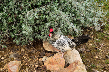cock chicken hen  plymouth, rock black white colors
