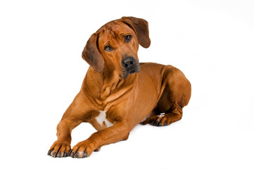 Liegender Rhodesian Ridgeback isoliert auf weißem Grund