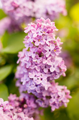 Lilac flowers on a tree in spring