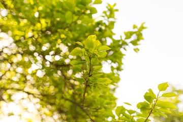 Fototapeta na wymiar Green leaves on a tree in spring