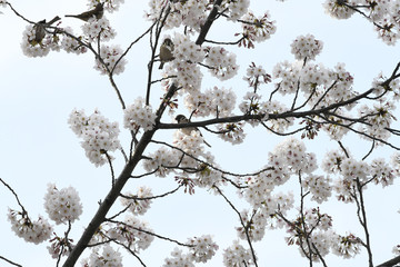 日本の鳥　サクラの花の蜜を吸うスズメたち＝東京都文京区（播磨坂桜並木）