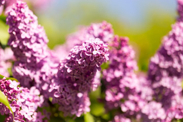 Lilac flowers on a tree in spring