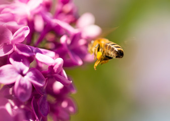 The bee flies on the flowers of the lilac