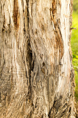 Bark on the tree as a background