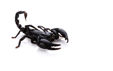 black scorpion on white
