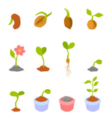 Set of illustrations with phases plant growth.