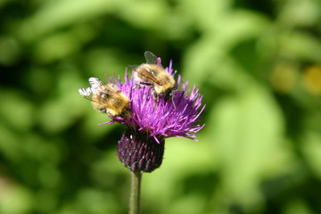 アザミとミツバチ