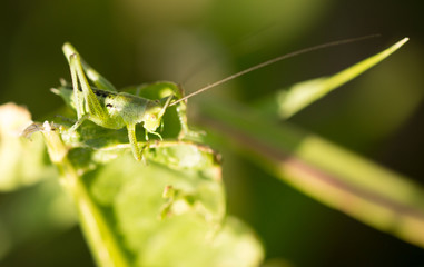 Grasshopper in green grass on nature