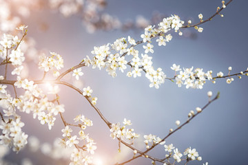 detail of cherry flower