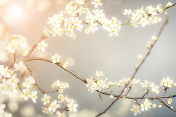detail of cherry flower