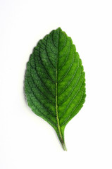 Boldo leaf: green plant called Boldo da Terra. Plant used to make tea and medicinal products. Plant isolated on white.